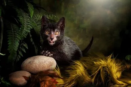 Lika (lykoi) - macskák, vérfarkasok