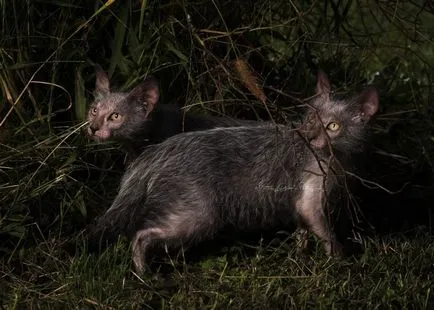 Lika (lykoi) - macskák, vérfarkasok