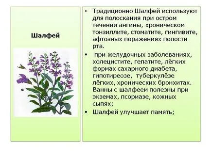 Salvia officinalis, amit segít, hogyan kell gyűjteni és használni (hogy előkészítse az infúzió zsálya) Salvia officinalis, amit segít, hogyan kell gyűjteni és használata