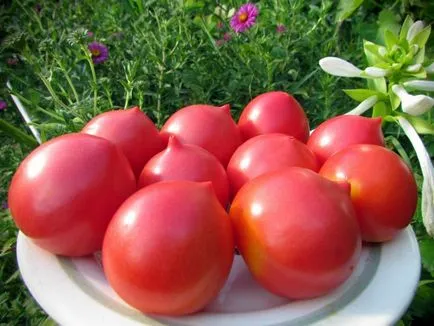 A legtöbb törpe fajták a paradicsom nyitott területen a legjobb betakarítás paradicsom, kiválasztása korai és (a legjobb alacsony növésű fajták tomato szabadföldi) A legtöbb törpe fajták a paradicsom nyílt területen a legjobb termés paradicsom, válogatott korai és