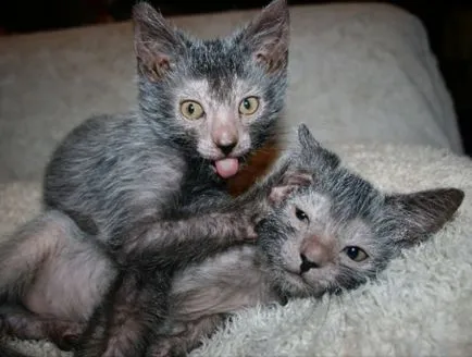 Lika (lykoi) - macskák, vérfarkasok