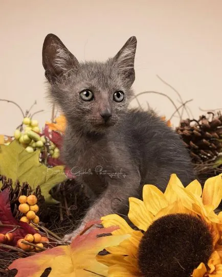 Lika (lykoi) - macskák, vérfarkasok