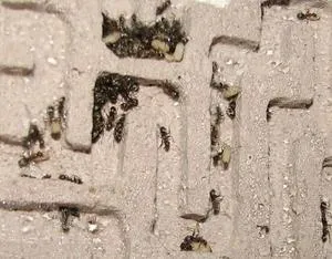 Ant Farm - hogyan lehet a saját kezét sarok szokatlan háziállat (a) Ant Farm - hogyan lehet a saját kezét sarok szokatlan háziállat