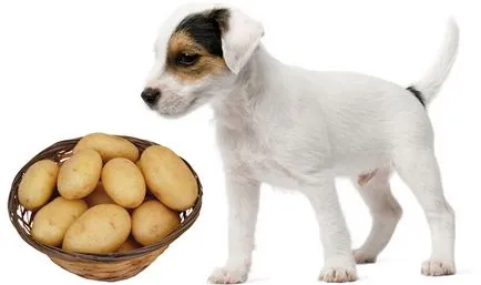 Lehetséges, hogy egy kutya a burgonya, mind a kutyák