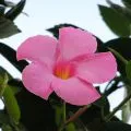 Nematanthus otthoni gondozást, fotók és videók (otthon) Nematanthus otthoni gondozást, fotó és videó