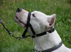 Halter kutyáknak
