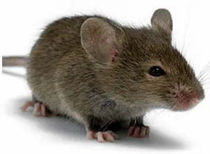 Nem működik az egér kerék oka! (Munka a egér kerék) Nem működik az egér kerék oka!