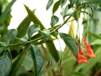 Nematanthus virág ellátás az otthoni és tenyésztés (feltételek) Nematanthus virág ellátás az otthoni és a tenyésztés