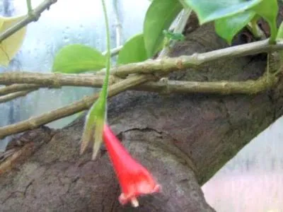 Nematanthus virág ellátás az otthoni és tenyésztés (home) Nematanthus virág ellátás az otthoni és a tenyésztés