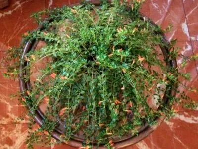 Nematanthus virág ellátás az otthoni és tenyésztés (nematanthus) Nematanthus virág ellátás az otthoni és a tenyésztés