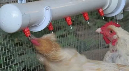 Itatókból csirkéknek, hogyan lehet a saját kezét, fotó, videó (broiler) Itatókból csirkéknek, hogyan lehet a saját kezét, fotó, videó
