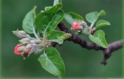 Az Apple nem oldódik, az okok