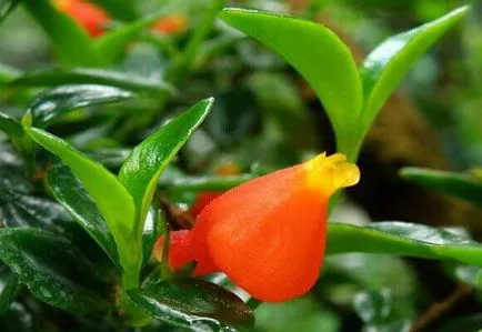 Nematanthus otthoni gondozást, fotók és videók (otthon) Nematanthus otthoni gondozást, fotó és videó