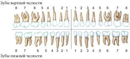 A számozás a fogak a fogászati ​​diagram számozott