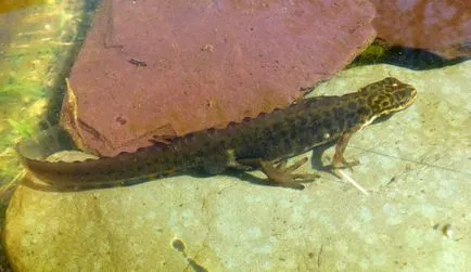 Közös gőte külleme Triton fotó (rendes) Közös gőte külleme Triton fotó