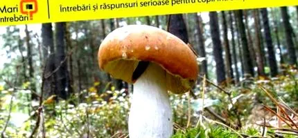 hogyan