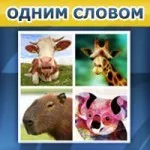 Röviden, a választ a játék VKontakte és Odnoklassniki (word) Röviden, a választ a játék VKontakte és osztálytársak