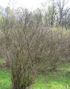 Metszés lonc kék
