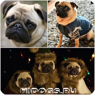 mopsz, hogyan válasszon ruhákat, és a saját (fotó) (varrott) mopsz, hogyan válasszon ruhákat, és a saját (fotó)