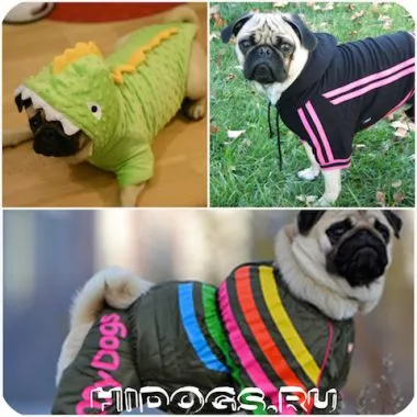 mopsz, hogyan válasszon ruhákat, és a saját (fotó) (virslik) mopsz, hogyan válasszon ruhákat, és a saját (fotó)