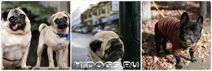 mopsz, hogyan válasszon ruhákat, és a saját (fotó) (kiválasztás) mopsz, hogyan válasszon ruhákat, és a saját (fotó)