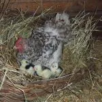 Leírás Puskin fajta csirkék fotók képviselőház és a tulajdonos Vélemények