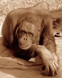 Orangután - ez