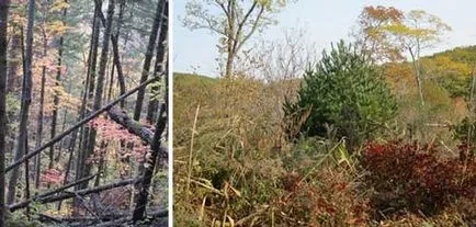 A tájfutás és a túlélés az erdőben Mushroomer tanácsot, hogyan nem eltévedni az erdőben, miközben gyűjtő gomba,