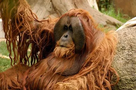 Orangután, állat enciklopédia