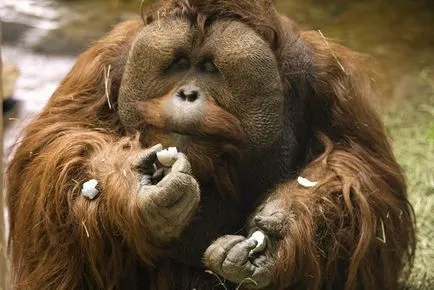 Orangután, állat enciklopédia