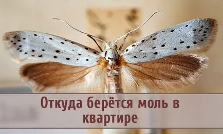 Ahol nem mol egy lakásban, vagy amelyből kitűnik (lapos) Hol mol egy lakásban, vagy amelyből kiderül,