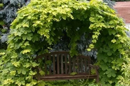 Jellemzői növényi növekedést komló ültetés, gondozás, tenyésztés