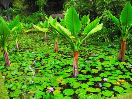 Ünnepnapok Seychelles 2017 árak, hogyan lehet elérni a strandok, vélemények