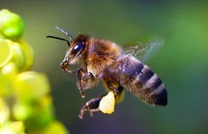 Apiary méhészeti üzleti, kereskedelmi méz (méhek) Apiary méhészeti üzleti, értékesítése méz