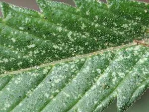 Takácsatka - kezelésére és megelőzésére (prevenció) Takácsatka - Kezelés és megelőzés