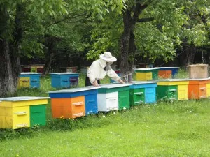 Apiary méhészeti üzleti, kereskedelmi méz (méhészet) Apiary méhészeti üzleti, értékesítése méz