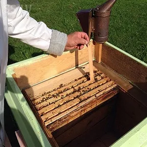 Apiary méhészeti üzleti, kereskedelmi méz (üzleti) Apiary méhészeti üzleti, értékesítése méz