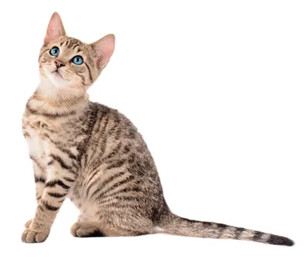 Az első ivarzás macskában