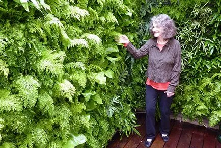 Fern terem - ellátás és a reprodukció az otthon, épület, fejlesztés és a virágzás ciklus (páfrány) Fern terem - ellátás és a reprodukció az otthon, épület, fejlesztés és virágzás ciklus