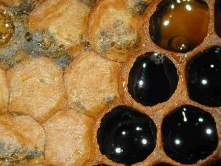 Pine méz, hogy az előnyök és ártalmak