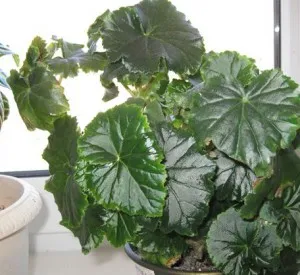 Miért nem virágzik Begonia otthon