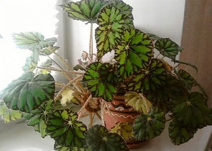 Miért nem terem begónia virágai 8 fő okai (Begonia) Miért nem terem begónia virágai 8 fő okai