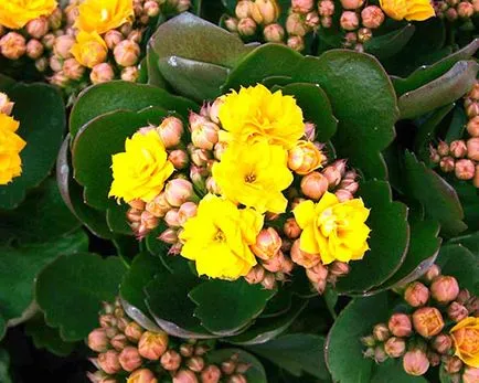 Miért nem virágzik, és felnőni Kalanchoe otthon, mi a teendő, video (Kalanchoe) Miért nem virágzik, és felnőni Kalanchoe otthon, mit kell tenni video