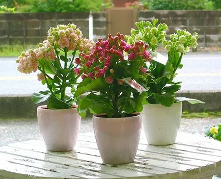 Miért nem virágzik, és felnőni Kalanchoe otthon, mi a teendő, video (virágzik) Miért nem virágzik, és felnőni Kalanchoe otthon, mit kell tenni video