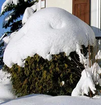 Felkészülés a téli arborvitae