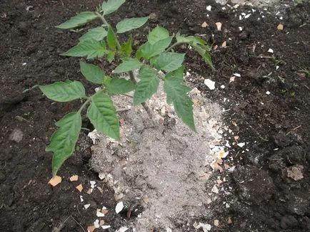 A talaj ültetés paradicsom, mint amit a föld, a talaj, a nyitott az üvegházban, amelyek szükségesek a magok