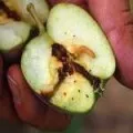 Öntözés gyümölcsfák 9 felső csúcsai (gyümölcs) Öntözés gyümölcsfák 9 legjobb tippek