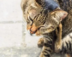 Bőr alá takácsatka (domodekoz) macskák képek, tünetek, kezelés, megelőzés (profilaxis) Bőr alá takácsatka (domodekoz) macskák képek, tünetek, kezelés, megelőzés