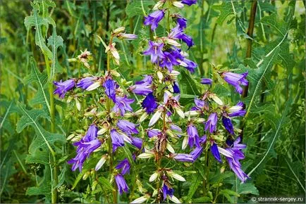 Vadvirágok nyári túra júliusban dombok külvárosokban a Dubna folyó