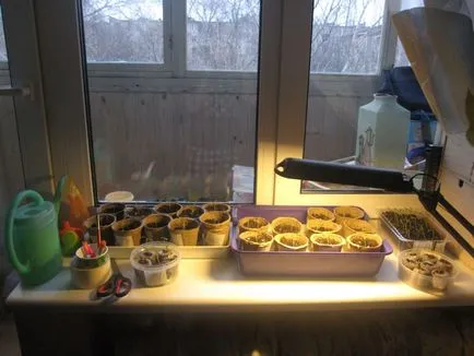 Illumination otthon palánta - hatékony módszereket!
